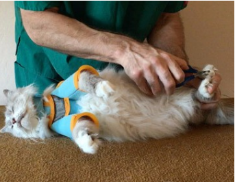 Kitty Care Harness