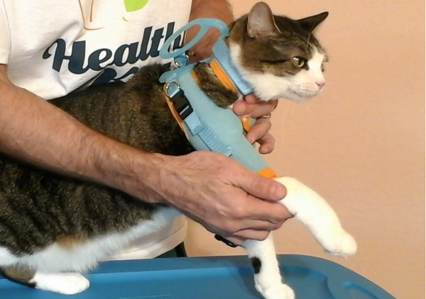 Kitty Care Harness